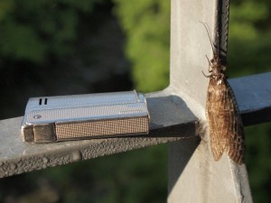 夕暮れに堰堤廻りで沢山飛び回る虫・IMCOライター全長は55mm．．でも，イブニングは何故か不発