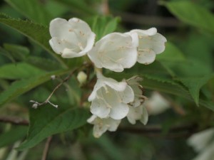 中野川のバイカウツギ