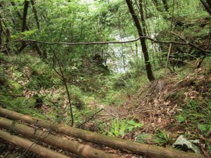 作業道(嘗ての長沢道)から根須木沢を見下ろす・尾根近くの登れそうな？(未確認)谷_0616'2014