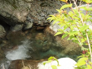 根須木沢で目撃した27・8cm(推定)の魚・画像では尾鰭が確認可。水面下で盛んに摂食_0616'2014