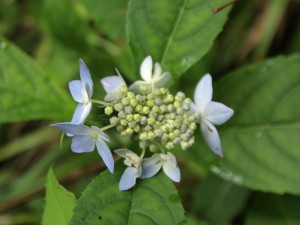 根須木沢の紫陽花ｱｼﾞｻｲ