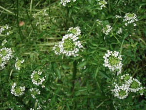 クレソンの花・中野川某所にて_0615'2014