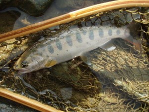 本日の「調査魚」#14毛鉤で_0616'2014