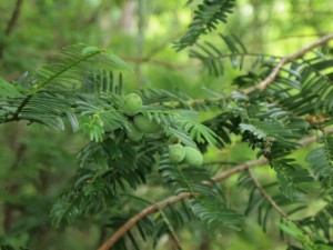 上流部のイチイの実・まだ「青し」