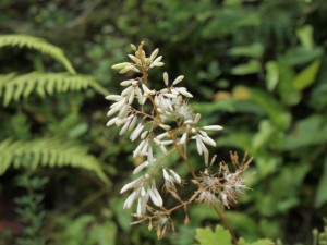 極小粒の野花