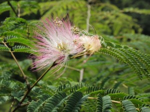 風にたなびく「合歓の木 ﾈﾑﾉｷ」の花_0721'2014