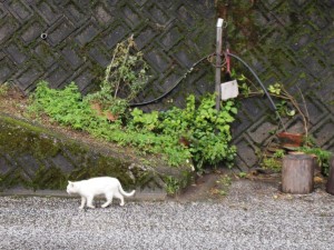 中野川では珍しい動物．．脇の山の猫かな？と