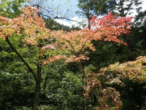 季節外れの紅葉？じゃあ無くて．．．こんな種類だそうで_中野川町道にて