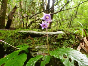 最上流部の花 photo by 入渓者Kさん from 徳島_0814'2014