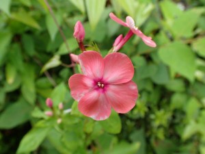 ご近所さんの．．花