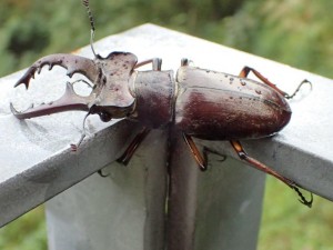 テラスの手すりにしがみ付きの「クワガタ」君・結構大きかったですよ_朝・0925'2014