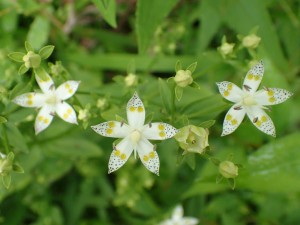 何でしょう？？この花・「センブリ」？