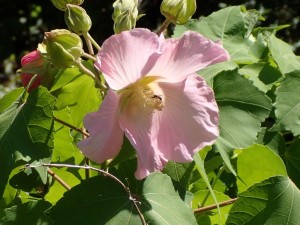 御近所さんちの大柄花弁．．に羽アリが