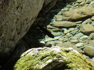 岩陰の岩魚・中流域にて_0914'2014