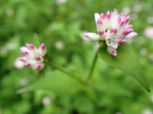 24番近辺・旧畑の花