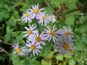 秋の花・ヨメナ