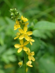 野の花「キンミズヒキ」