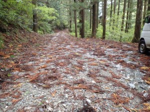 走行注意！台風19号の風で落枝・落葉が_1014'2014