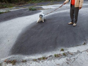 夕刻前散歩中のDog君(チャン？)，「ワンワン」言うけど可愛いです！。集落のハンター犬君達は「かなり」強面 (ｺﾜﾓﾃ) でして