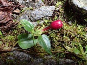 最上流部の「ヒョイと」見つけた植物，何でしょう？