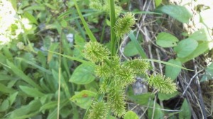 野の草「タマガヤツリ」by 植物担当