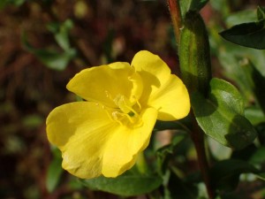 近隣の初冬花