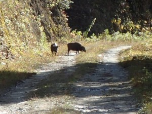 最上流部に「猪」が。若干近づいたところで・・気付いたらしく左側 山中に。_1115'2014