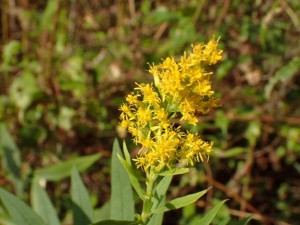 上流部の「アキノキリンソウ」