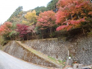 倶楽部ハウス前の紅葉_1107'2014