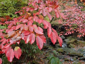 紅葉終盤かな？と思ってたら．．鮮やか種類達が_1101'2014