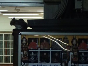 先日．．．JR松山駅の猫