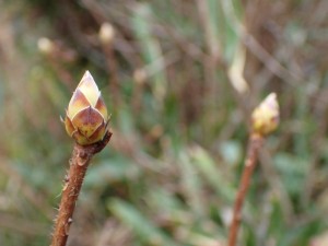 初冬の芽吹き