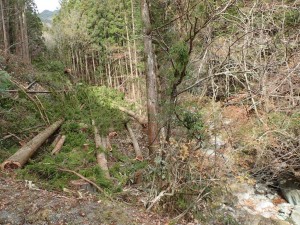 20番・竹の畝沢の伐採現場：右方が沢_1120'2014