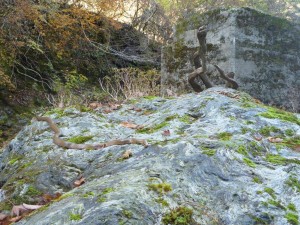 _22番・へび橋の日向ぼっこヘビ，岩上のヘビ状物体は木の枝(根っこ？)です。photo by 入渓者Oさん from 京都_先日