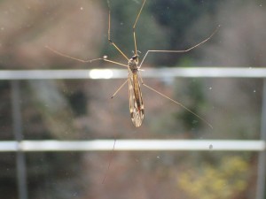 今初冬，多かった虫・・今も