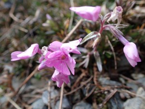 冬咲きシバ桜_0127'2015