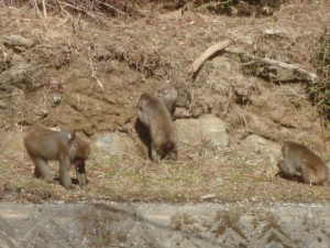 倶楽部ハウス前に「餌取り」猿君達が