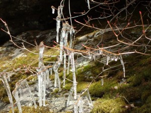 芽吹きに氷柱・26番大荒れ入り口_0129'2015