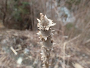 タラの芽はまだでしょう