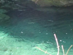 中・上流部の水中魚・対岸壁際の最大魚はドッカヘ行ったみたいでして