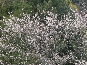 一号(旧)堰堤付近の中野川桜