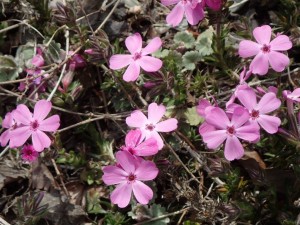 倶楽部ハウス斜面の芝桜・ピンク