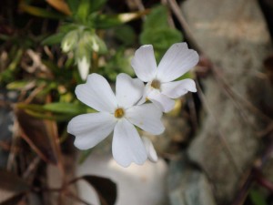 倶楽部ハウス斜面の芝桜・白