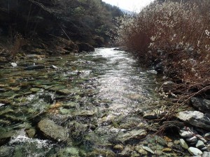 2番・エグレ岩の川辺ネコヤナギ