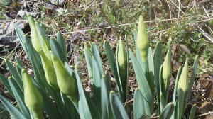 もうすぐ開花．．春を待つ中野川水仙 photo by 植物担当