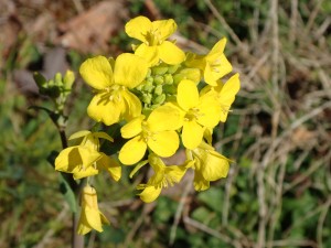 仁淀川沿いでは「菜の花」が_0227'2015