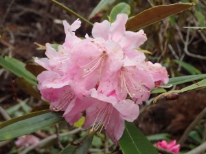 「綺麗な花には毒がある」って譬えが有りますが．．．毒があるそうです・本当に。こんな華麗な毒ならば・・・_「キョウチクトウ」