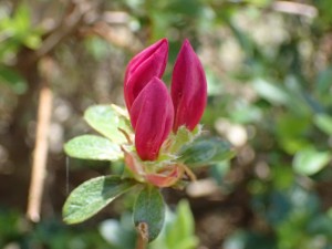 サツキ蕾・もうすぐ開花