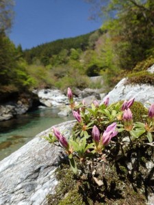 20番・西山広場(竹の畝沢) プール手前の岩ツツジ・もうすぐ