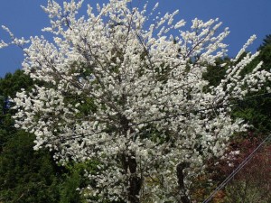 御近所さんの満開桜